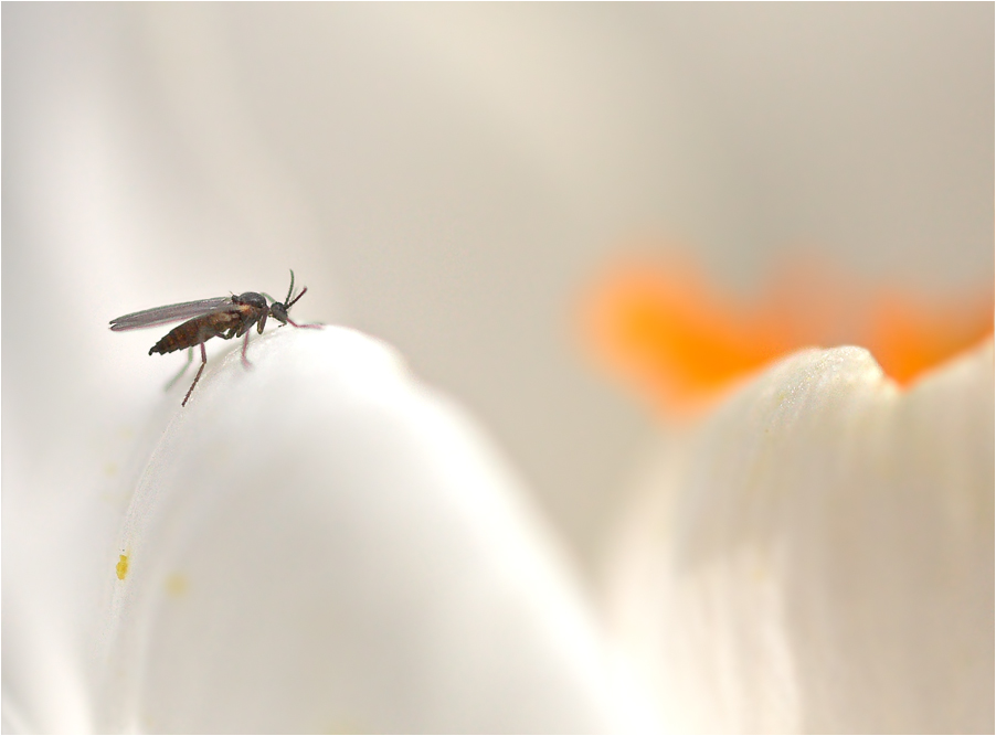 Eine Krokusblüte hat Besuch ..