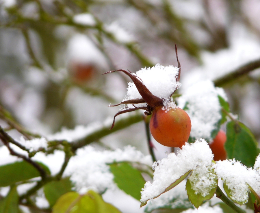 Eine Krone aus Schnee