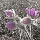 Eine Küchenschelle (Pulsatilla) im winterlichen Gras