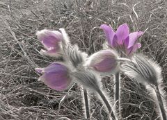 Eine Küchenschelle (Pulsatilla) im winterlichen Gras