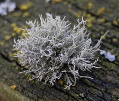 Eine kümmerliche Bartflechte der Gattung Usnea