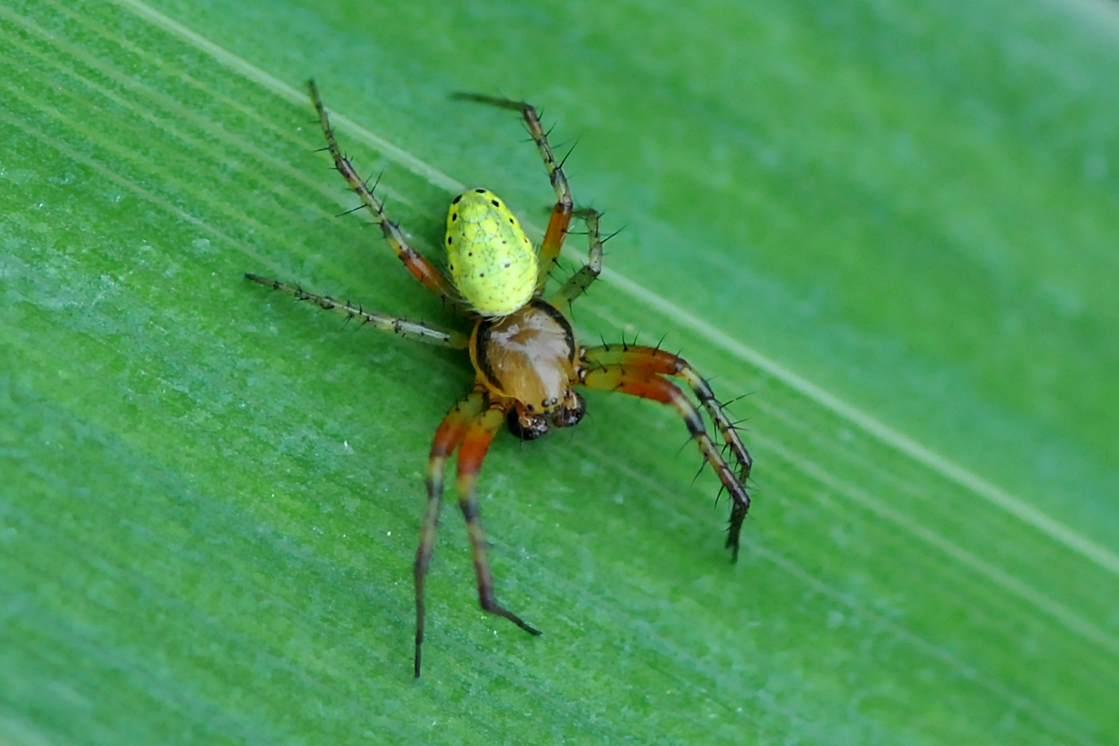 Eine Kürbisspinne (Araniella opisthographa) Männchen Foto & Bild