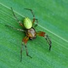 Eine Kürbisspinne (Araniella opisthographa) Männchen