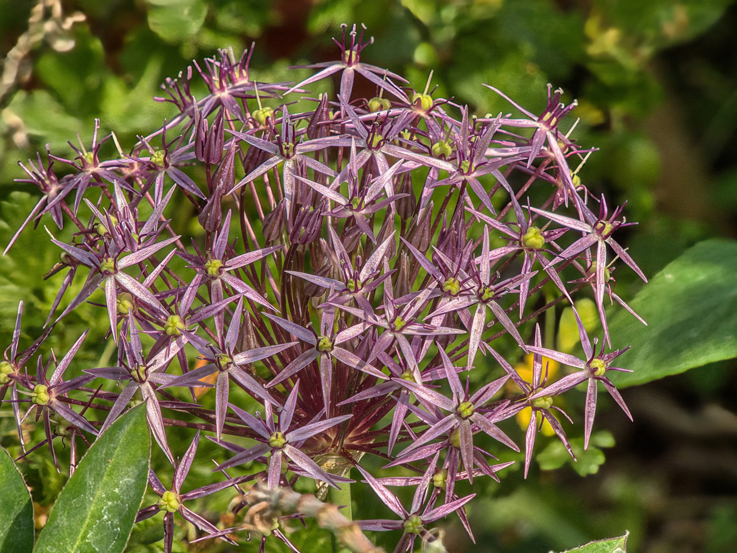 eine Kugel aus Blüten