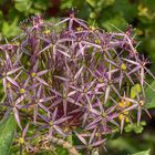 eine Kugel aus Blüten