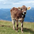 Eine Kuh am Monte Baldo