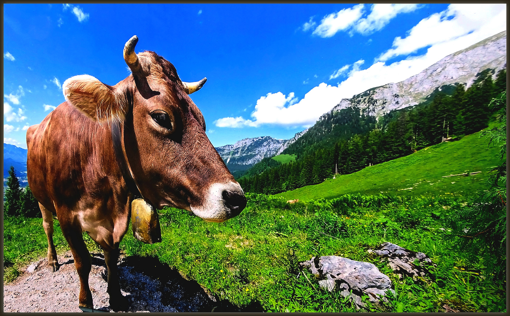 Eine Kuh auf Abwegen