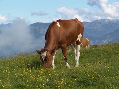 Eine Kuh auf der Alm