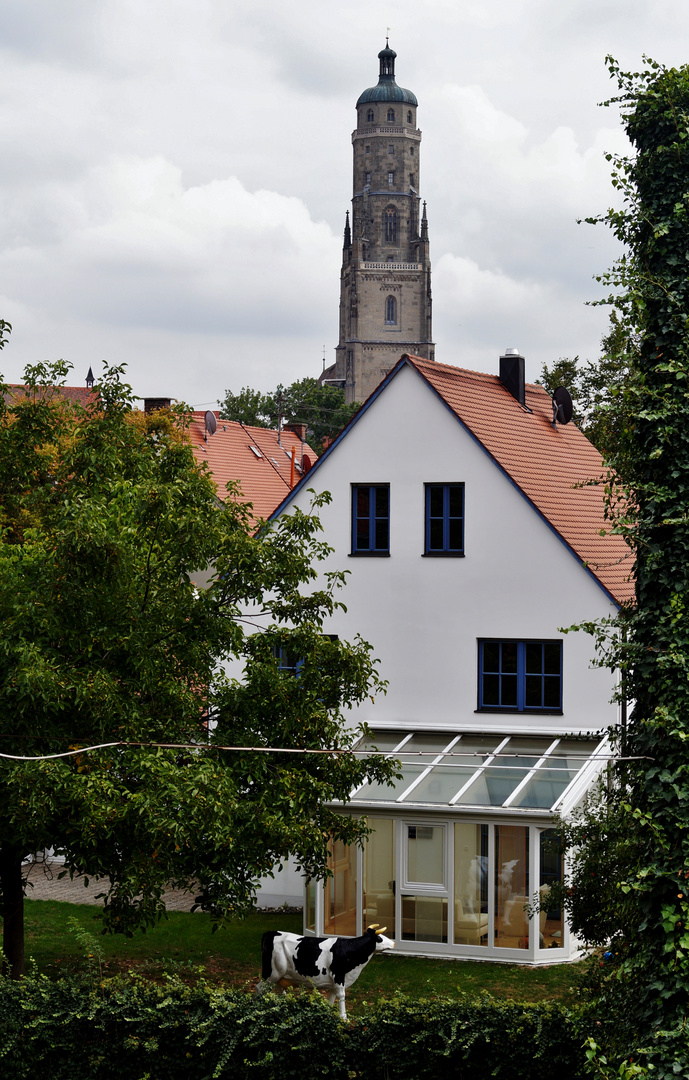 eine Kuh im Garten....