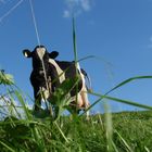 Eine Kuh im Gras