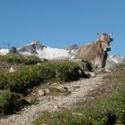 Eine Kuh in den Bergen.... Bild2