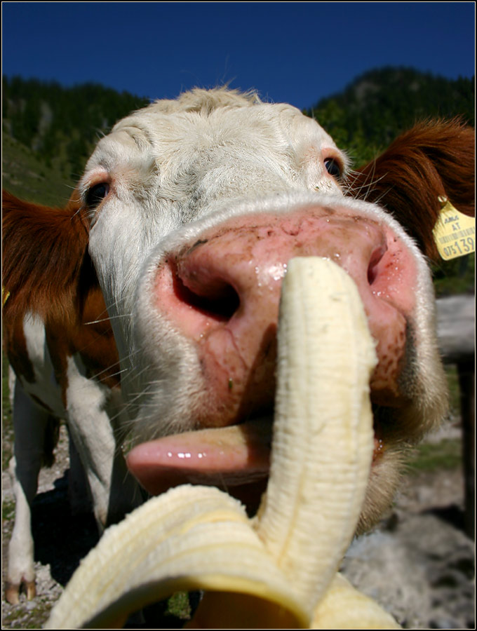 Eine Kuh ißt eine Banane?