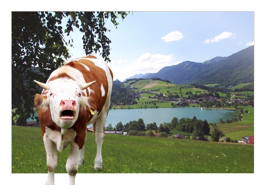 eine Kuh macht Muh... Foto & Bild fotomontage, ebv, digiart Bilder auf eine Kuh macht Muh... Foto & Bild fotomontage, ebv, digiart Bilder auf