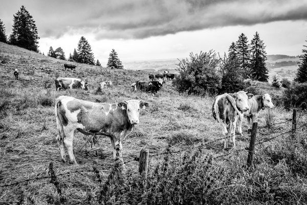 Eine Kuh macht muh...