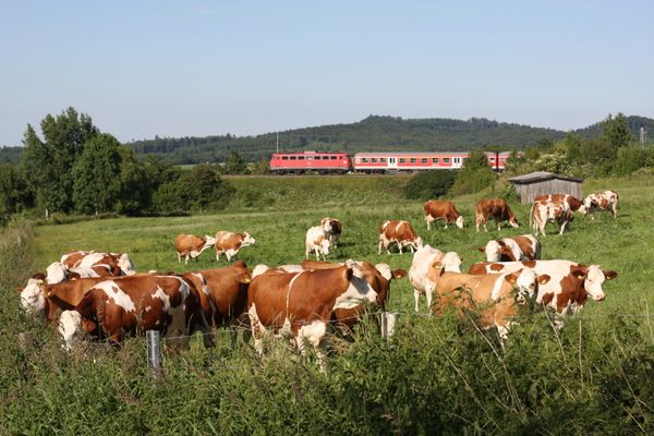 Eine Kuh macht Muh,...