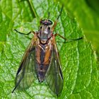 Eine kunstvoll gezeichnete Schnepfenfliege (Rhagio notatus) - Même les mouches ont leur charme!