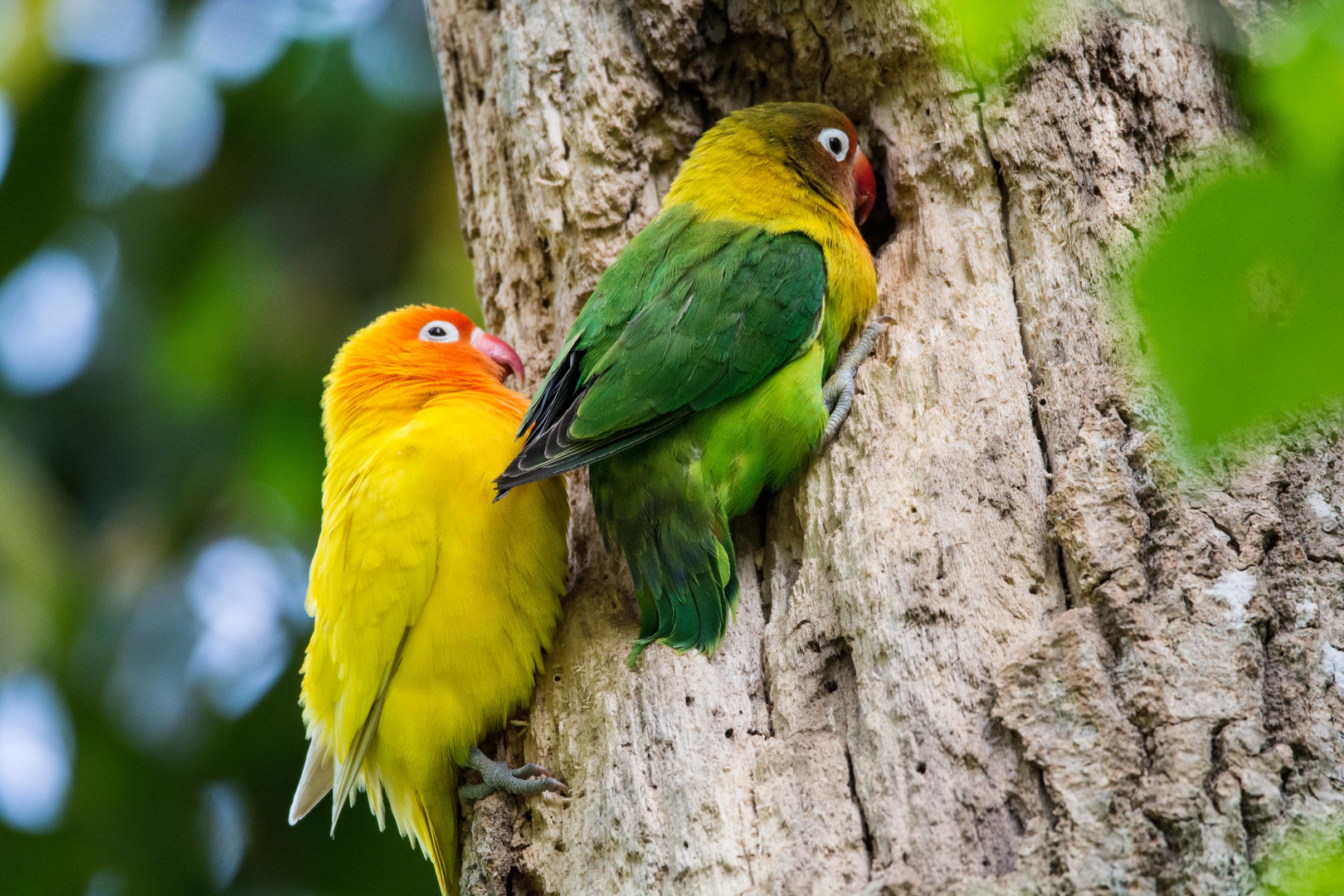 Eine kunterbunte Vogelfamilie