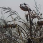 eine kurze erste Stippvisite des Winters , pünktlich zu seinem Beginn