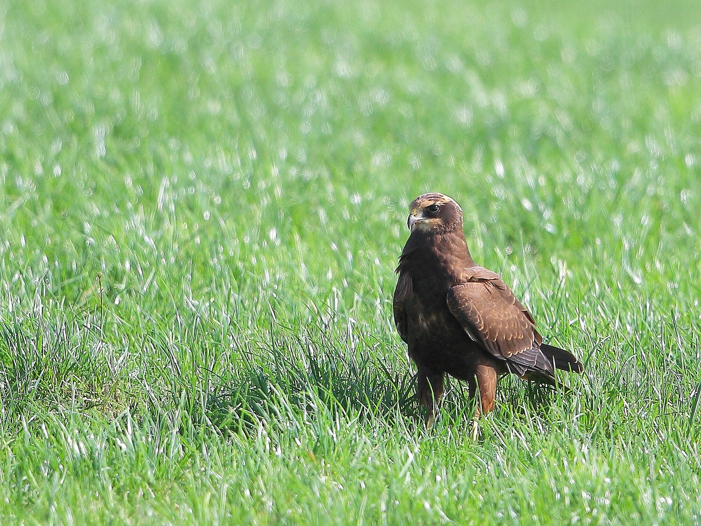 Eine kurze Jagdpause