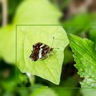 Eine kurze Rast auf dem Blatt