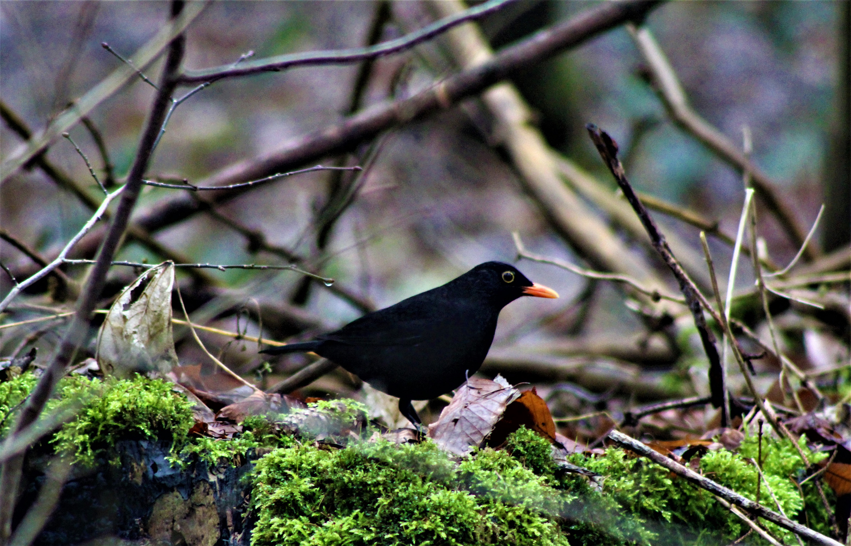 eine kurze schöne Begegnung im Wald