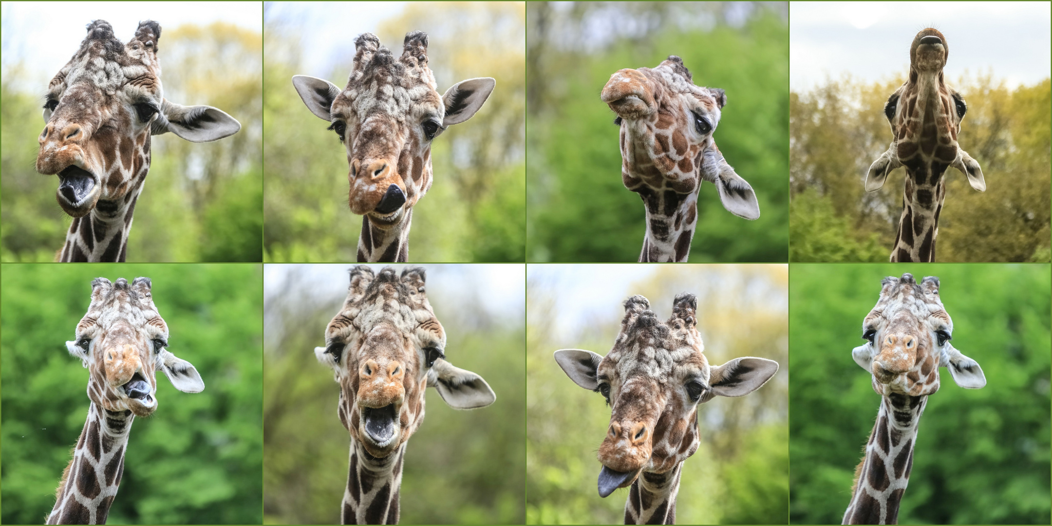 Eine kussfreudige Giraffe