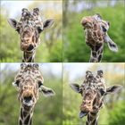 Eine kussfreudige Giraffe