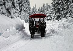 eine Kutsche reitet durch den Wald...