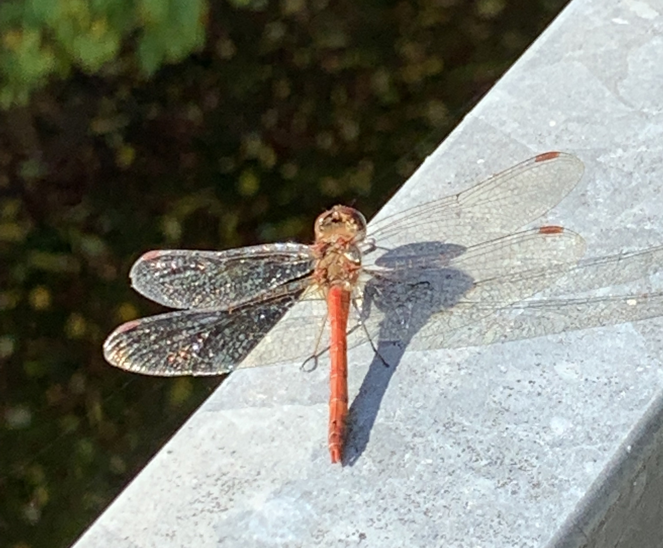 eine Labelle und ihr Schatten 