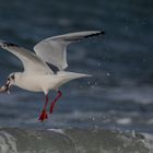 Eine Lachmöwe auf Muschelsuche