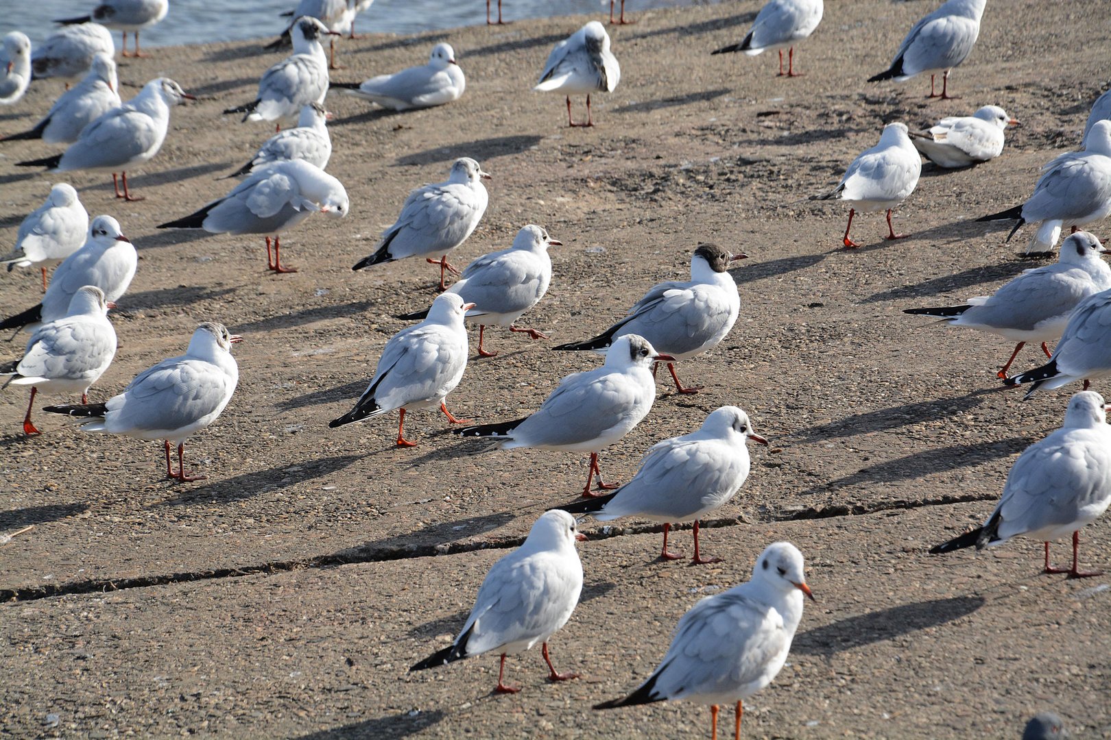 Eine Lachmöwe hat es besonders eilig.