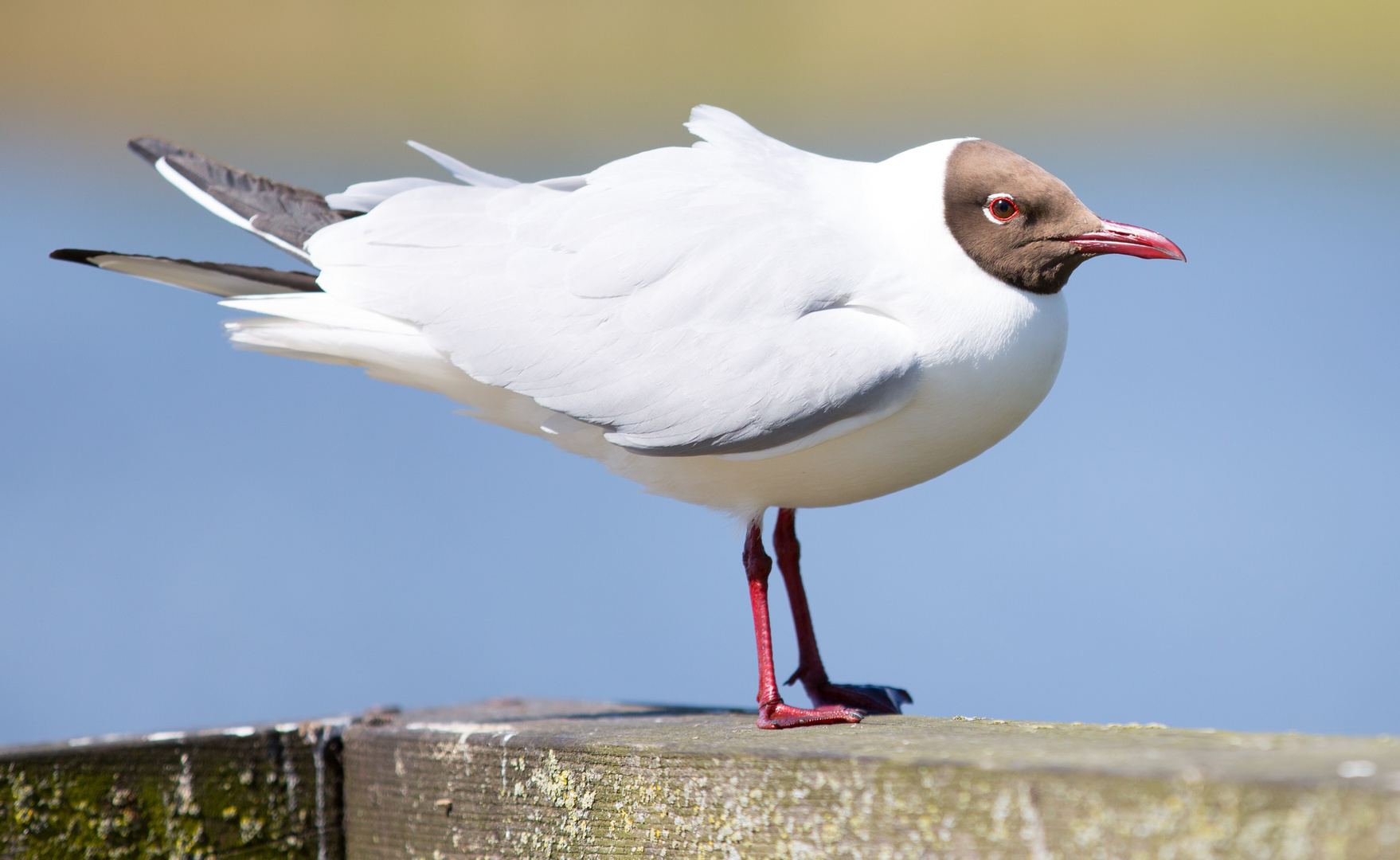 Eine Lachmöwe steht im Wind