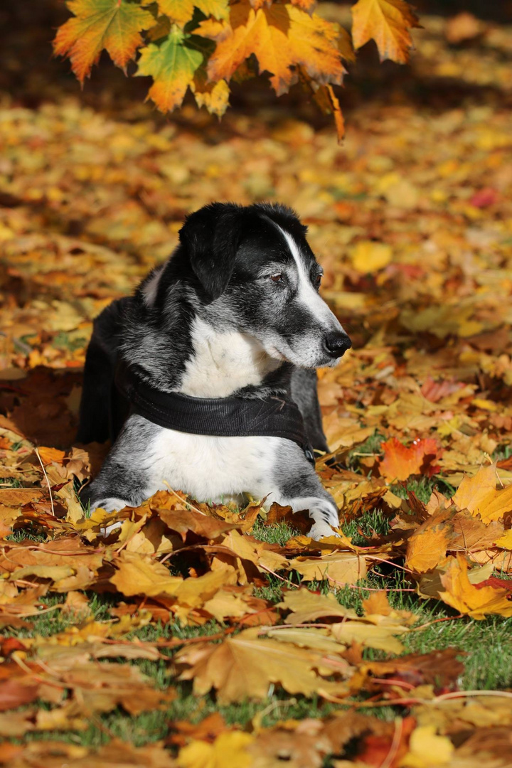 Eine Lady im Herbst