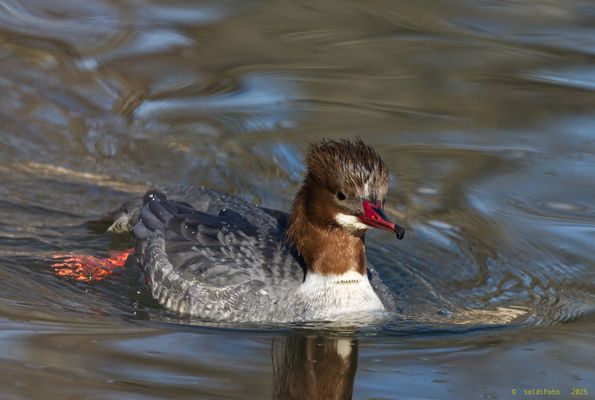 eine Lady im Remstal