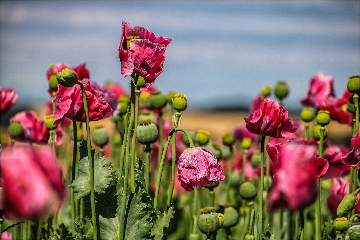 Eine läßt den Kopf hängen Foto & Bild xtra, art, world Bilder auf