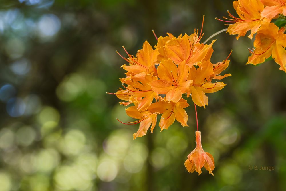 Eine lässt den Kopf hängen Foto & Bild pflanzen, pilze & flechten, sträucher, naturmakros