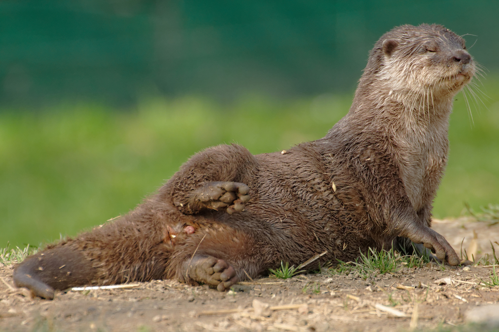 Eine Landratte?