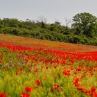 Eine Landschaft in der Eifel