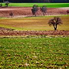 Eine Landschaft in Eppisburg