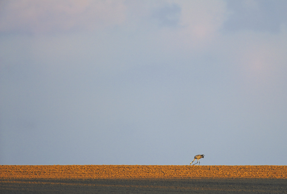 eine Landschaft mit Abendsonne und Kranich