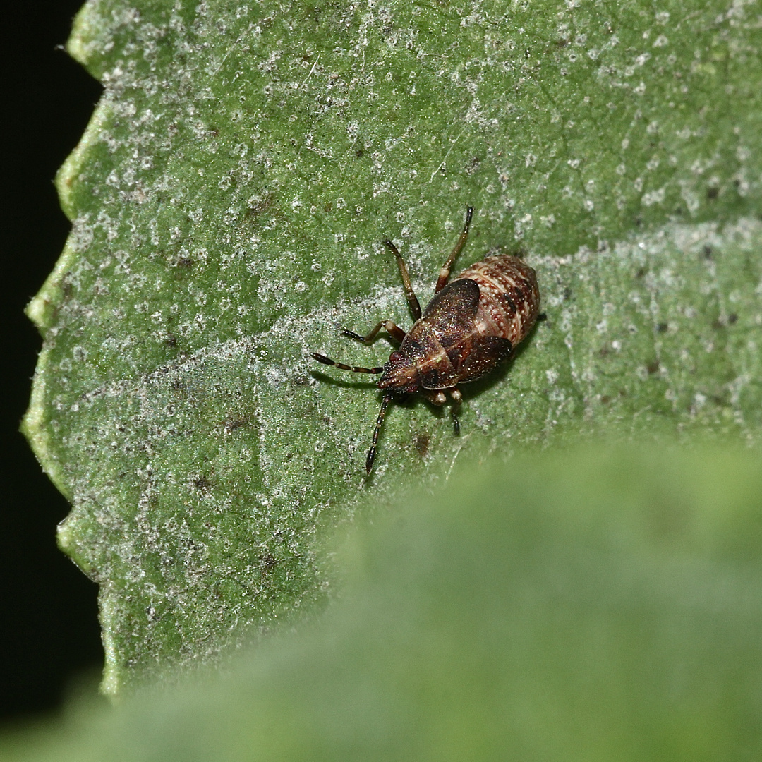 Eine Larve der Birkenwanze (Kleidocerys resedae), ...