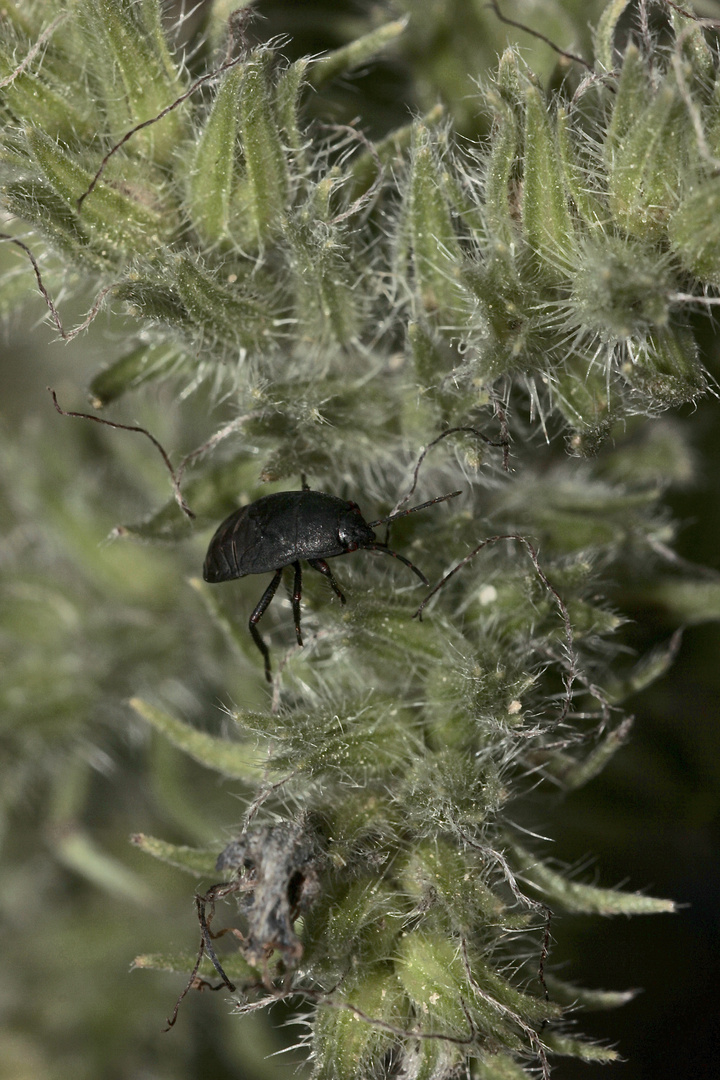 Eine Larve der vom Aussterben bedrohten Borretschwanze (Aellopus atratus)