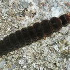 Eine Larve des Gemeinen Weichkäfers = Soldatenkäfers (Cantharis fusca) ...