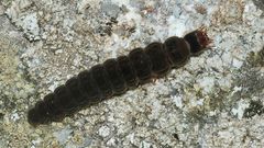 Eine Larve des Gemeinen Weichkäfers = Soldatenkäfers (Cantharis fusca) ...