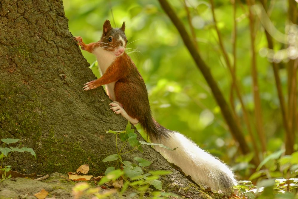 Eine Laune der Natur