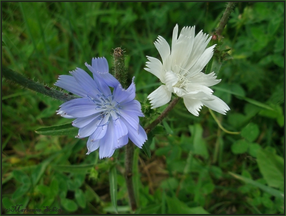 Eine Laune der Natur...