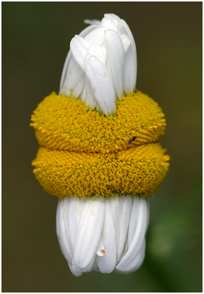 Eine Laune der Natur diese Margaritenblüte