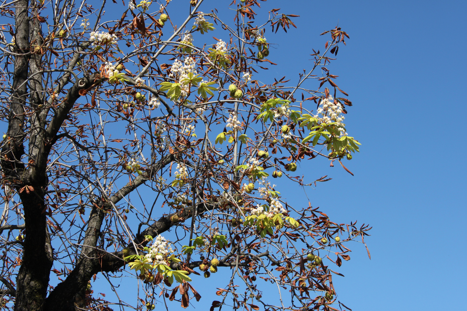 eine Laune der Natur - Herbst und Frühling