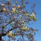 eine Laune der Natur - Herbst und Frühling