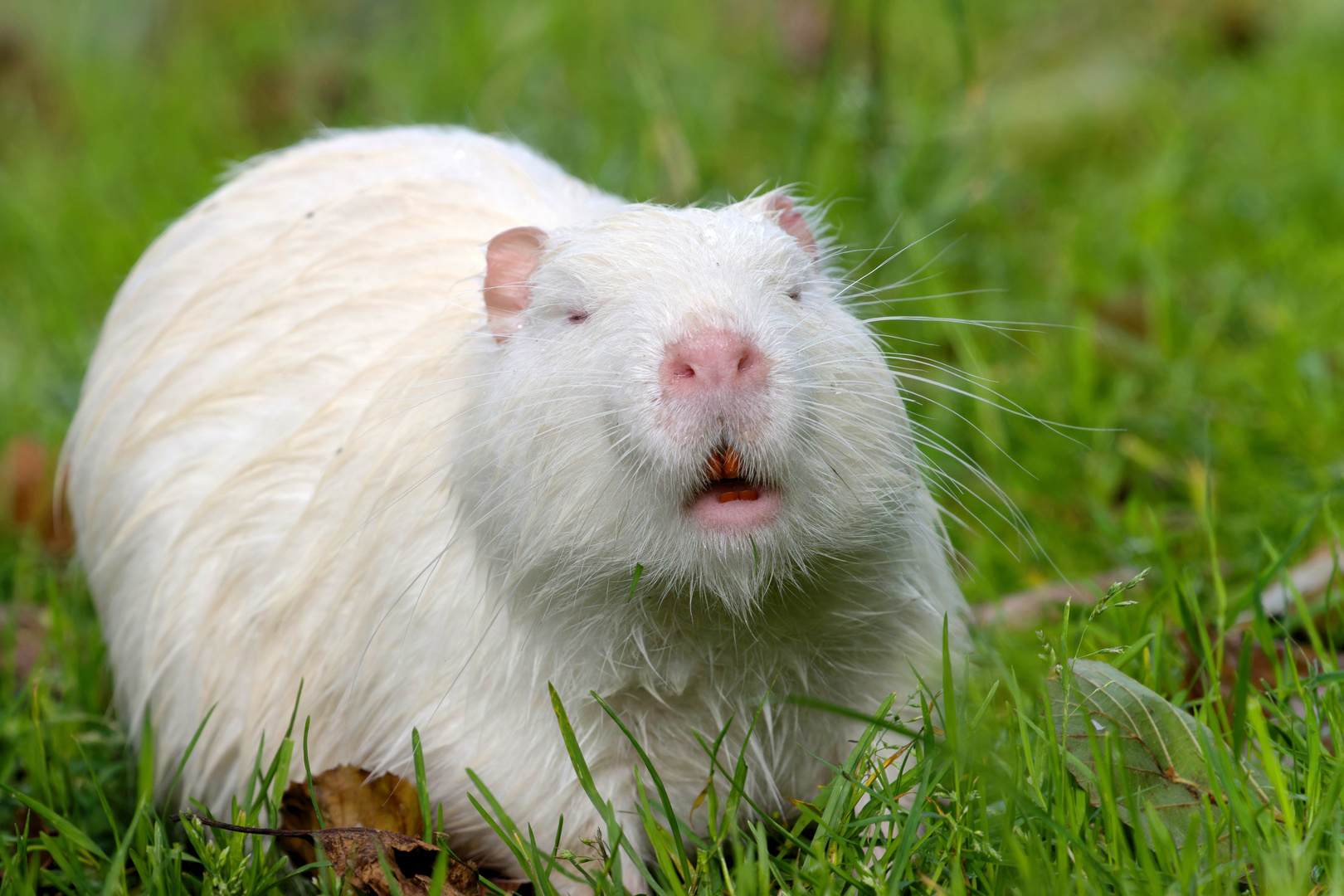 Eine Laune der Natur - Weiße Nutria (Myocastor coypus)